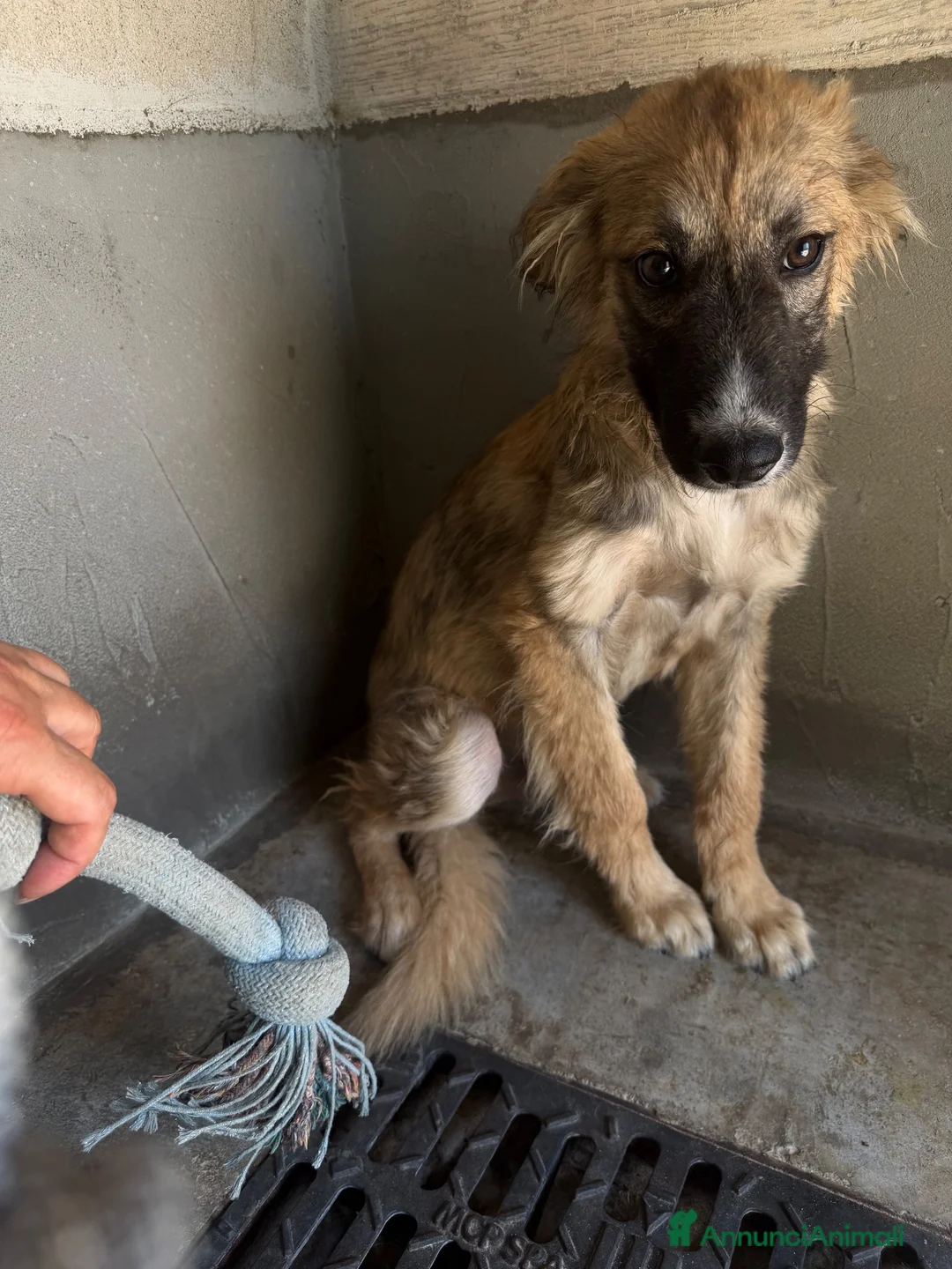 Meticcio cani in regalo: Toto  a Provincia di Pordenone - Annuncio 2
