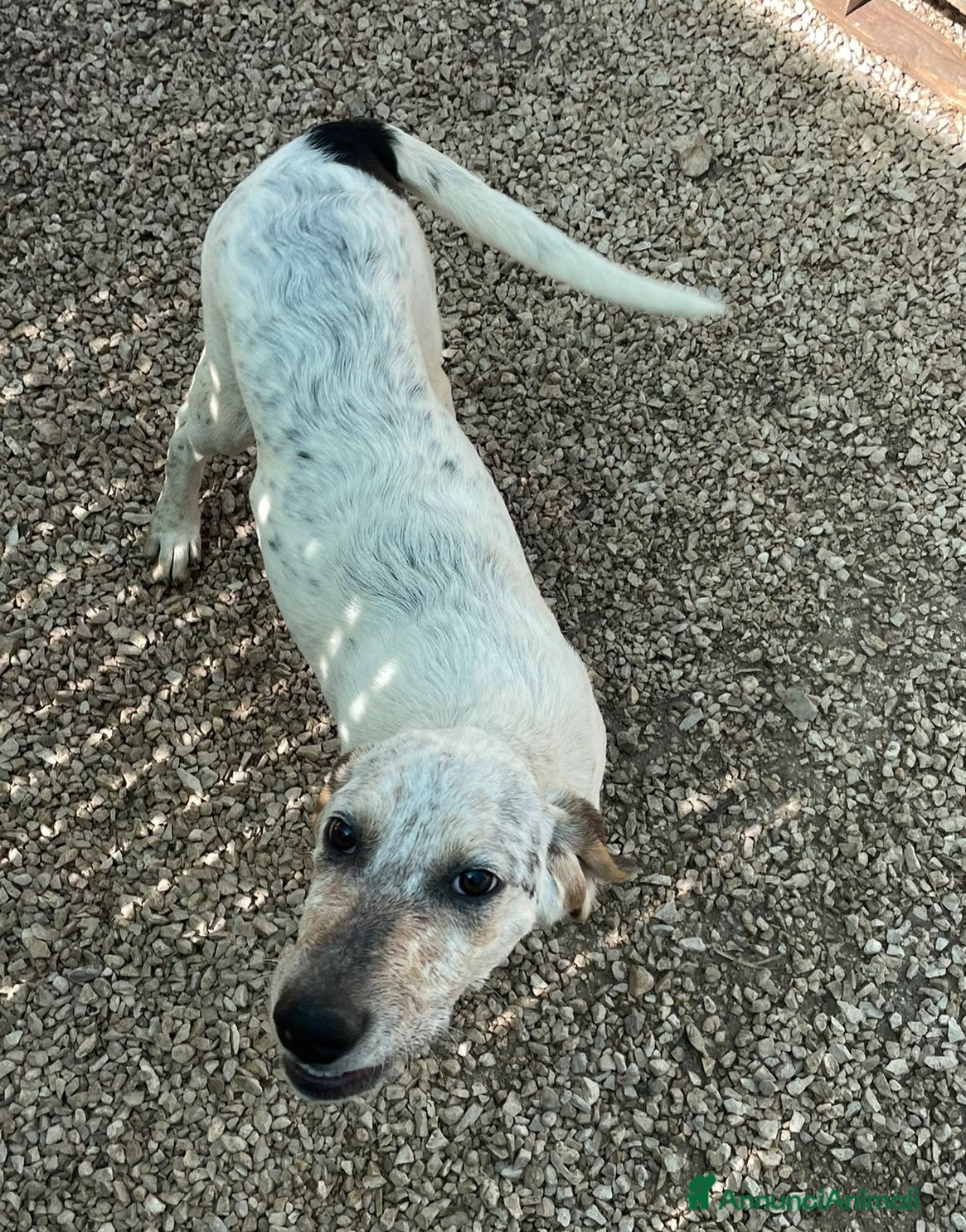 Meticcio cani in regalo: TENERA SEGUGINA IN CERCA DI CASA a Provincia di Pavia - Annuncio 13