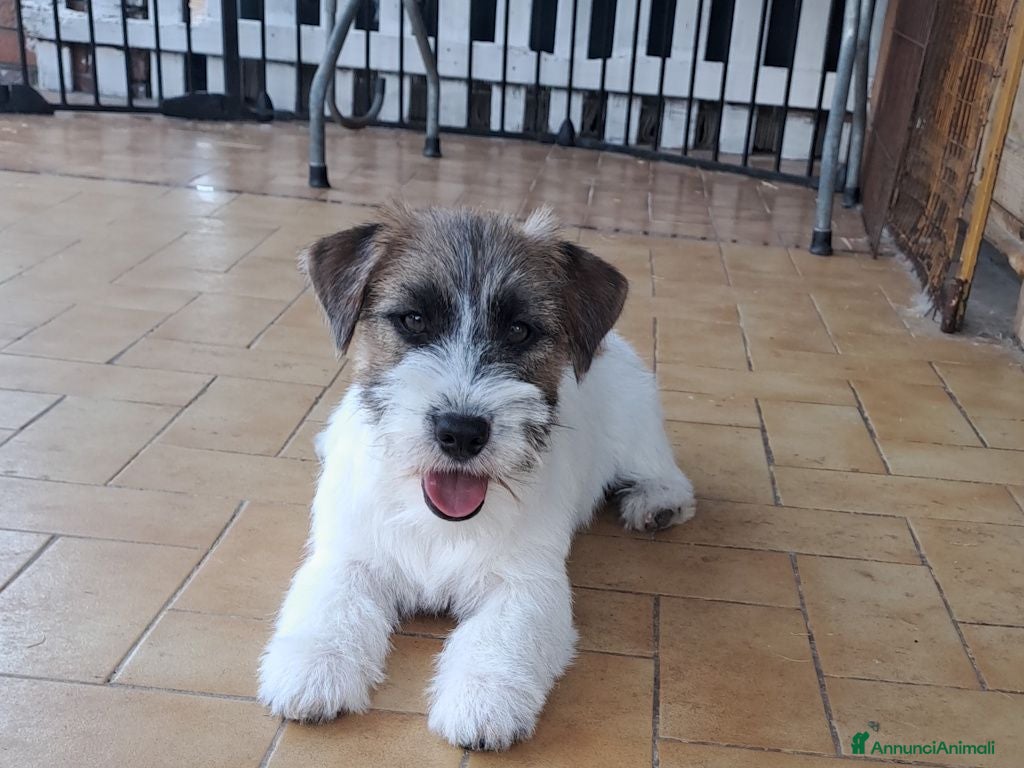 Jack Russell cani Cuccioli Jack Russell ruvido - Annuncio 1
