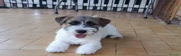 Jack Russell cani in vendita: Cuccioli Jack Russell ruvido - Annuncio 1