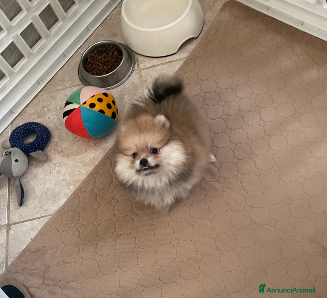 Volpino Pomerania cani in vendita: Spitz nano taglia mignon consegna a domicilio - Annuncio 6