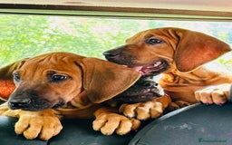 Rhodesian Ridgeback cani in vendita: Cuccioli pronti ad essere accolti  - Immagine 2