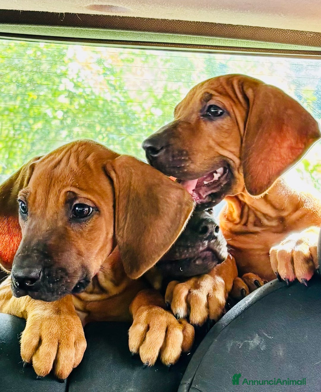 Rhodesian Ridgeback cani in vendita: Cuccioli pronti ad essere accolti  - Immagine 2