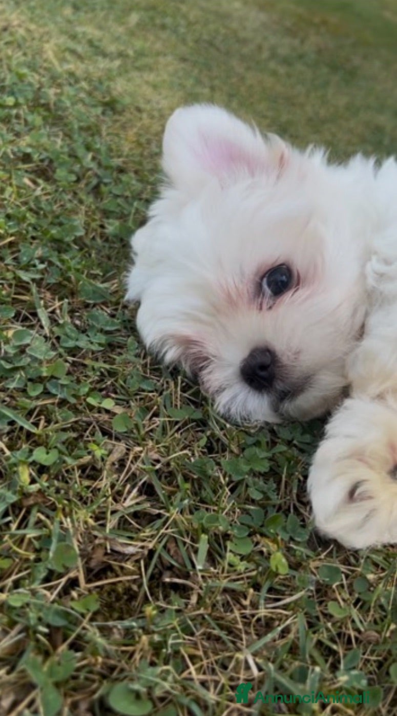 Maltese cani Cucciola di Maltese - Annuncio 2