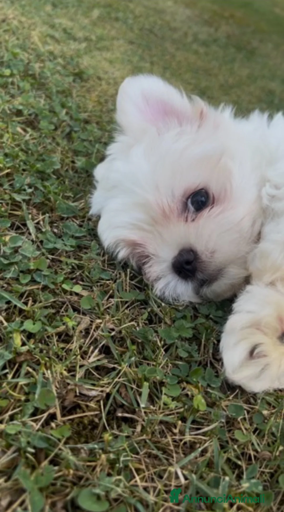 Maltese cani in vendita: Cucciola di Maltese a Provincia di Frosinone - Annuncio 1