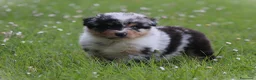 Australian Shepherd cani in vendita: Cucciolini di Australian Shepherd- Cucciolata Enya - Annuncio 14