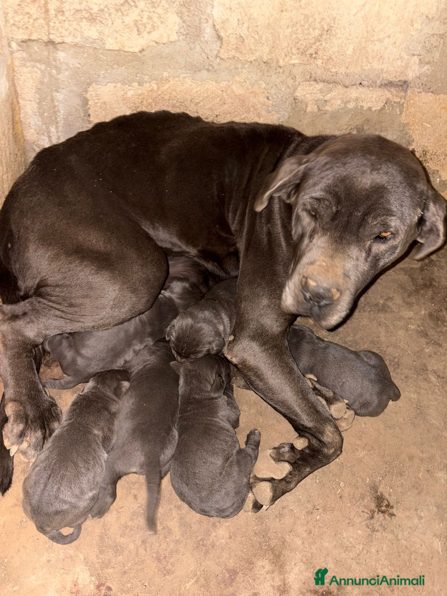 Cane Corso cani Cuccioli cane corso  - Annuncio 2