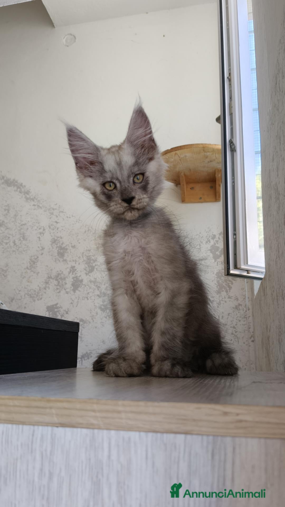 Maine Coon gatti Cucciolo Maine Coon Black Smoke maschio  - Annuncio 3