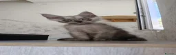 Maine Coon gatti in vendita: Cucciolo Maine Coon Black Smoke maschio  - Annuncio 1