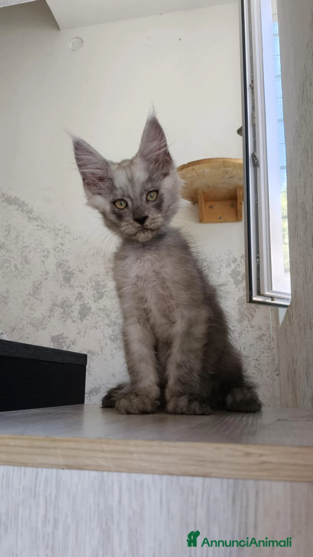 Maine Coon gatti in vendita: Cucciolo Maine Coon Black Smoke maschio  - Annuncio 1