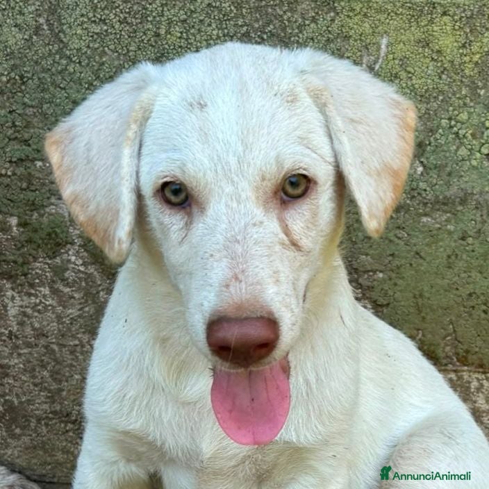 Meticcio cani Lumi cerca casa 🏡 - Annuncio 5