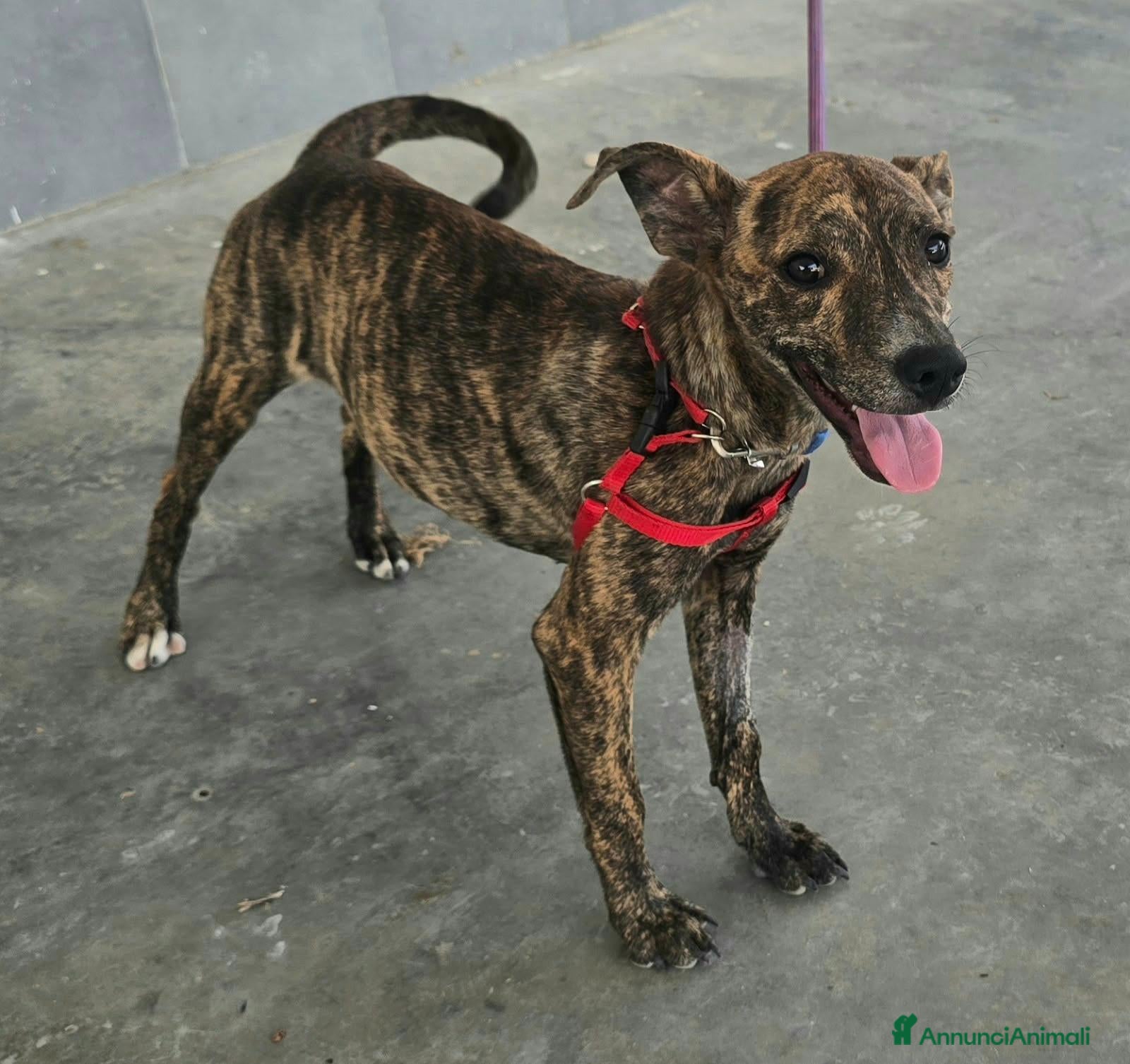 Segugio Maremmano cani in regalo: Clarissa 6 mesi taglia piccola  - Annuncio 3