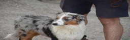 Australian Shepherd cani in vendita: Australian Shepherd pedigree ENCI - Annuncio 17