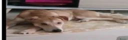 Meticcio cani in regalo: 2anni mix molossino URGENTE STALLO/ADOZIONE.MILANO - Annuncio 4