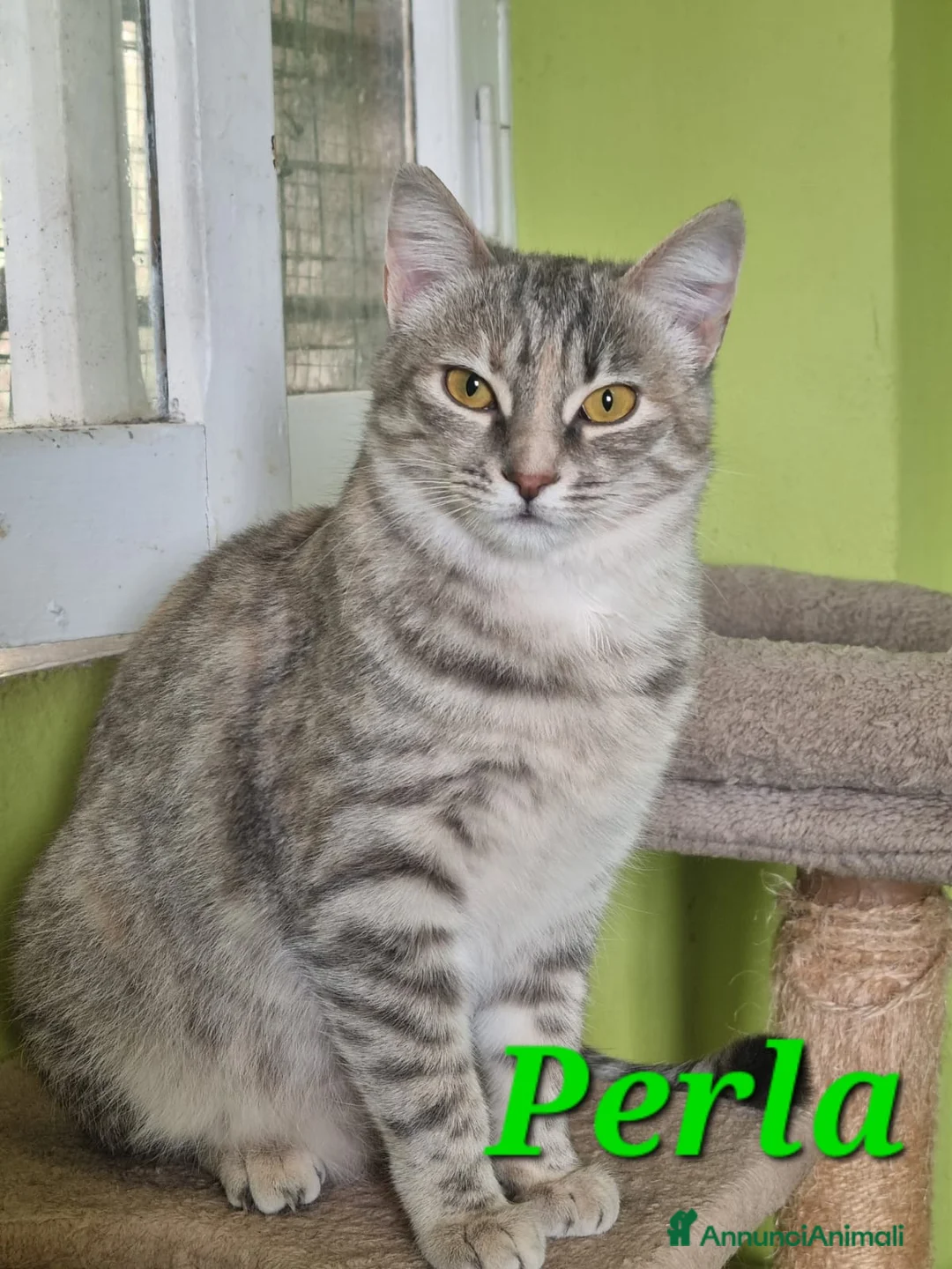 Europeo gatti in regalo: GATTINE DOLCISSIME CERCANO UNA MAMMA - Annuncio 1