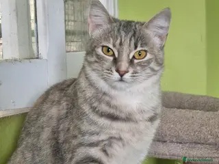 Europeo gatti GATTINE DOLCISSIME CERCANO UNA MAMMA - Annuncio 10