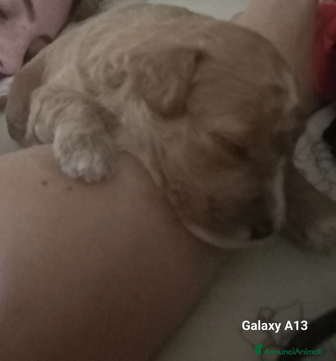 Maltipoo cani in vendita: Cuccioli di colore misti tra marrone e bianco - Annuncio 5