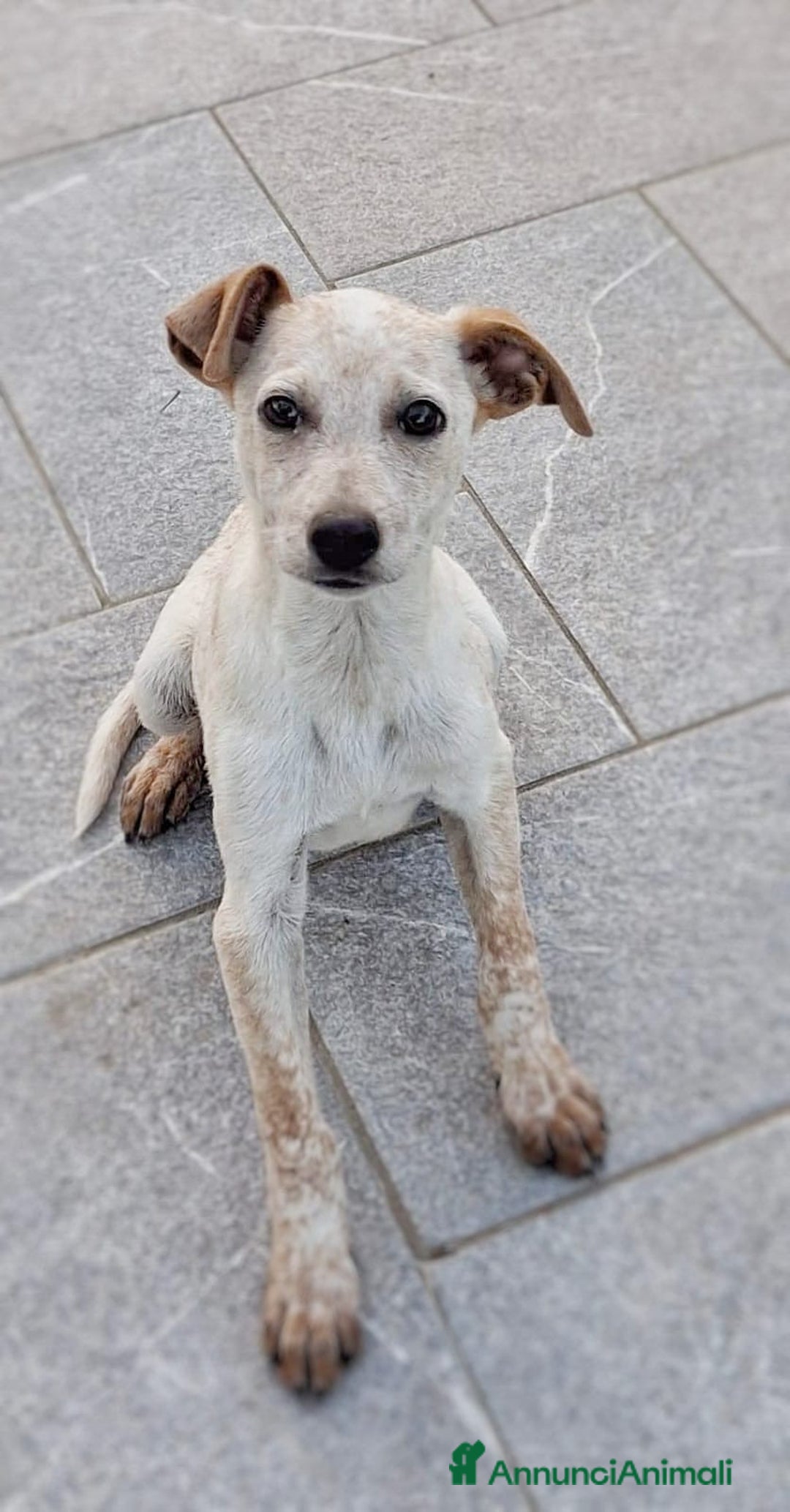 Meticcio cani in regalo: CUCCIOLO 💙 -di nome e di fatto 🥰, cerca una casa - Annuncio 3