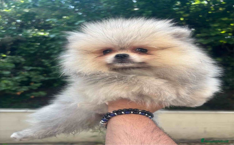 Volpino Pomerania cani a Provincia di Ancona - Annuncio 12