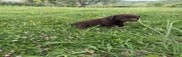 Labrador cani in vendita: Cuccioli Labrador  - Annuncio 23