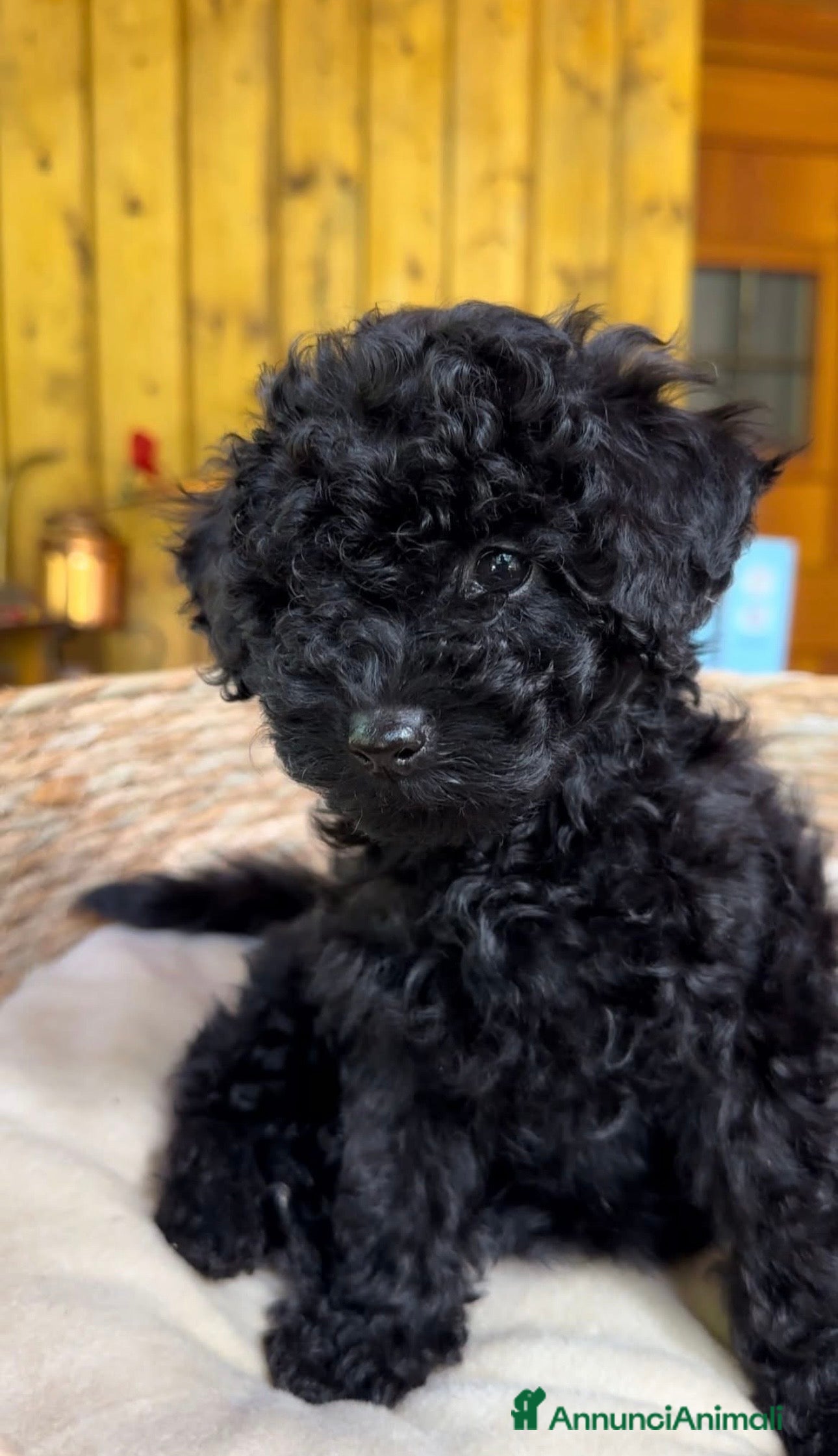 Barboncino cani Barboncino toy❤️ - Annuncio 1