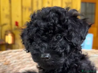 Barboncino cani Barboncino toy❤️ - Annuncio 1