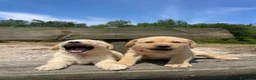 Labrador cani in vendita: Cuccioli labrador gialli - Annuncio 3