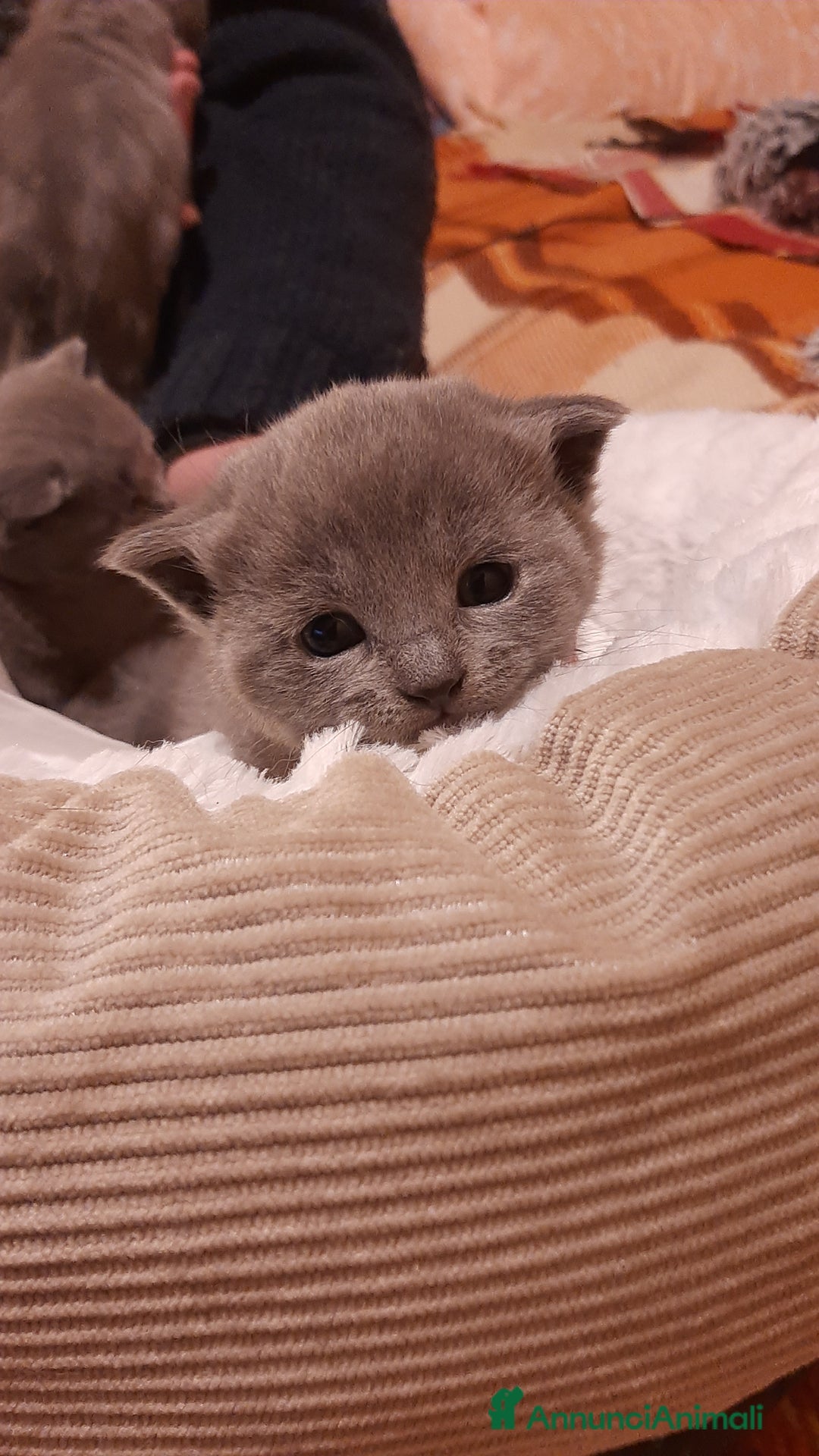 Certosino gatti in vendita: cucciole disponibili - Annuncio 5