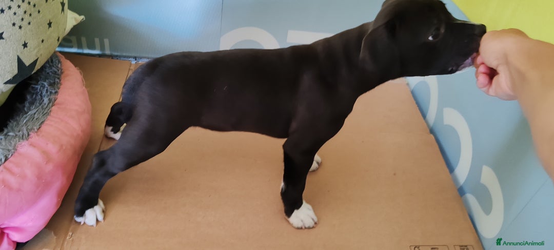 Staffordshire cani in vendita: Cucciolo di Staffy  a Provincia del Verbano-Cusio-Ossola - Immagine 5