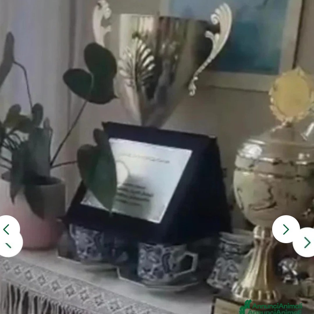 Pastore Tedesco cani in vendita: splendidi cuccioli pastore tedesco  - Annuncio 21