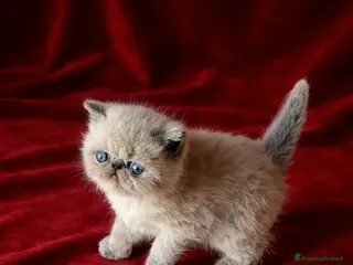 Exotic Shorthair gatti Exotic Shorthair - Annuncio 3