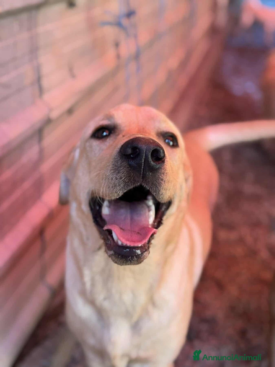 Labrador cani in regalo: RIO, stupendo mix LABRADOR dolcissimo! - Annuncio 2