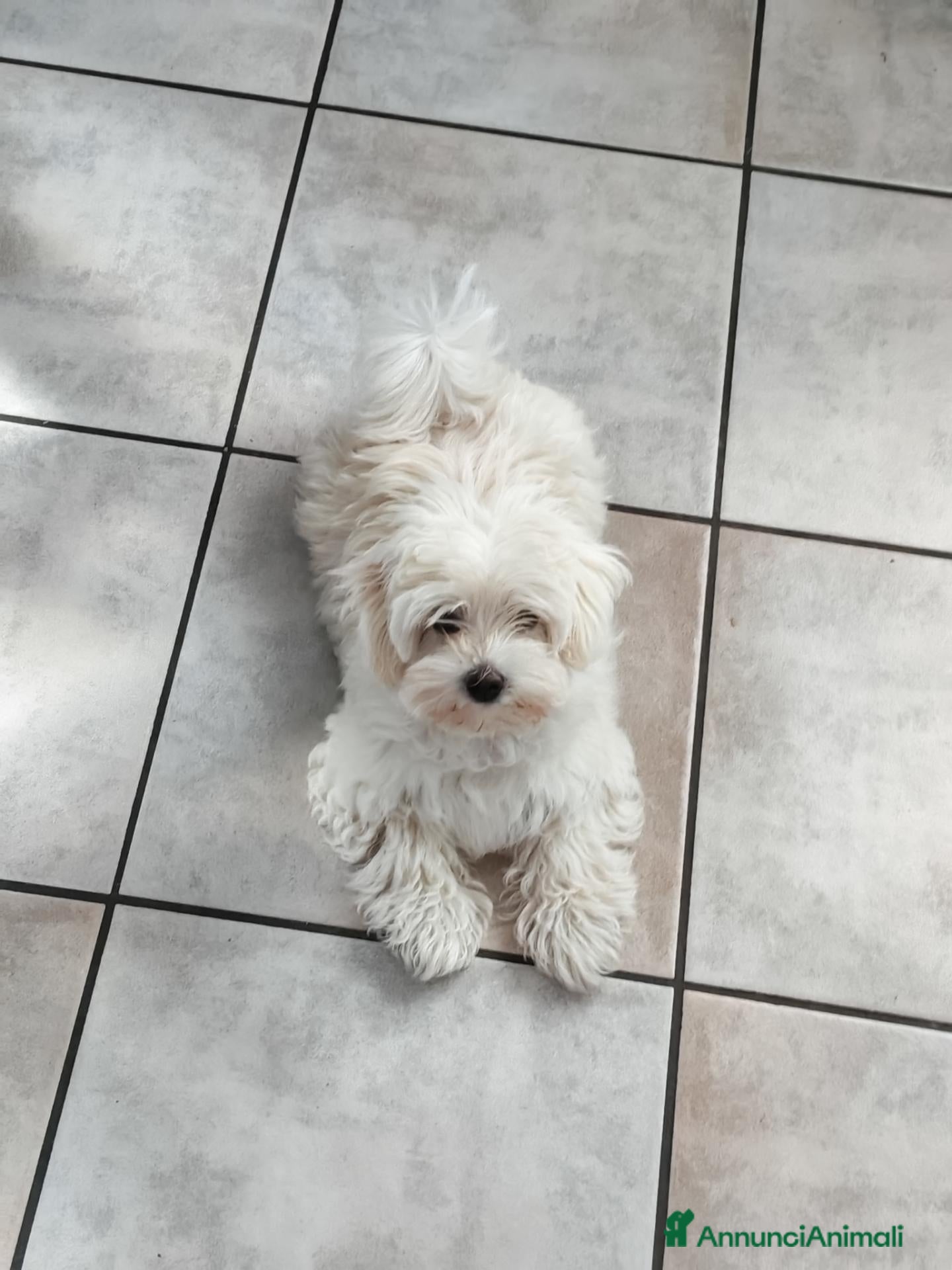 Maltese cani Maltesino maschio di tre mesi - Annuncio 14
