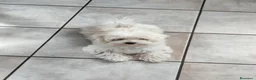 Maltese cani in vendita: Maltesino maschio di tre mesi a Provincia di Sondrio - Annuncio 1