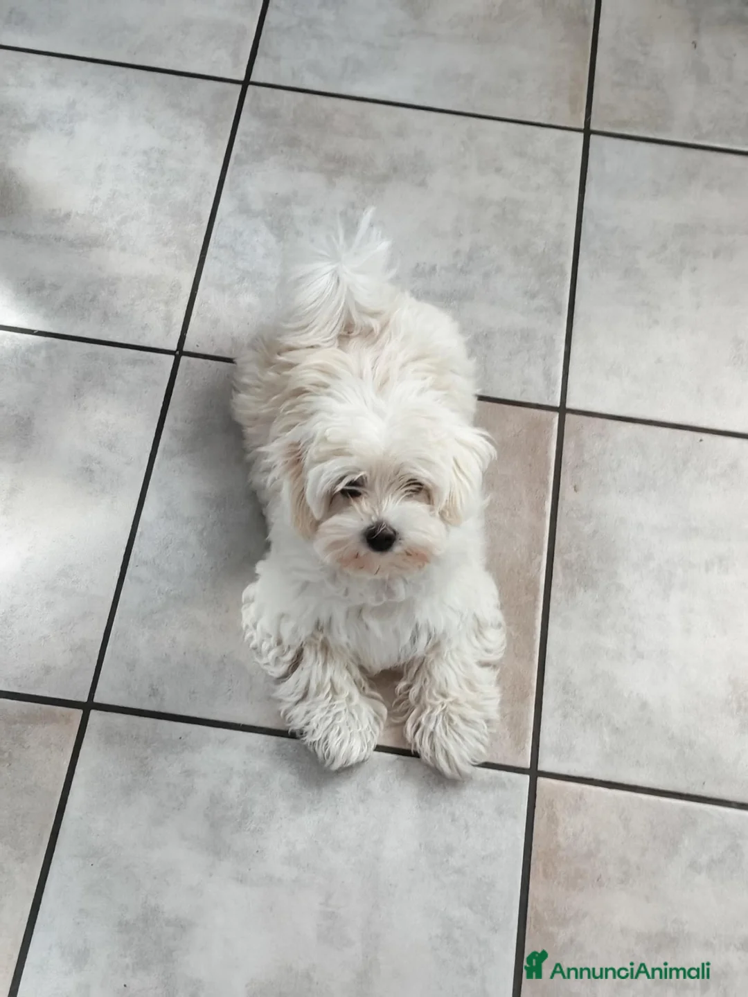 Maltese cani in vendita: Maltesino maschio di tre mesi a Provincia di Sondrio - Annuncio 1