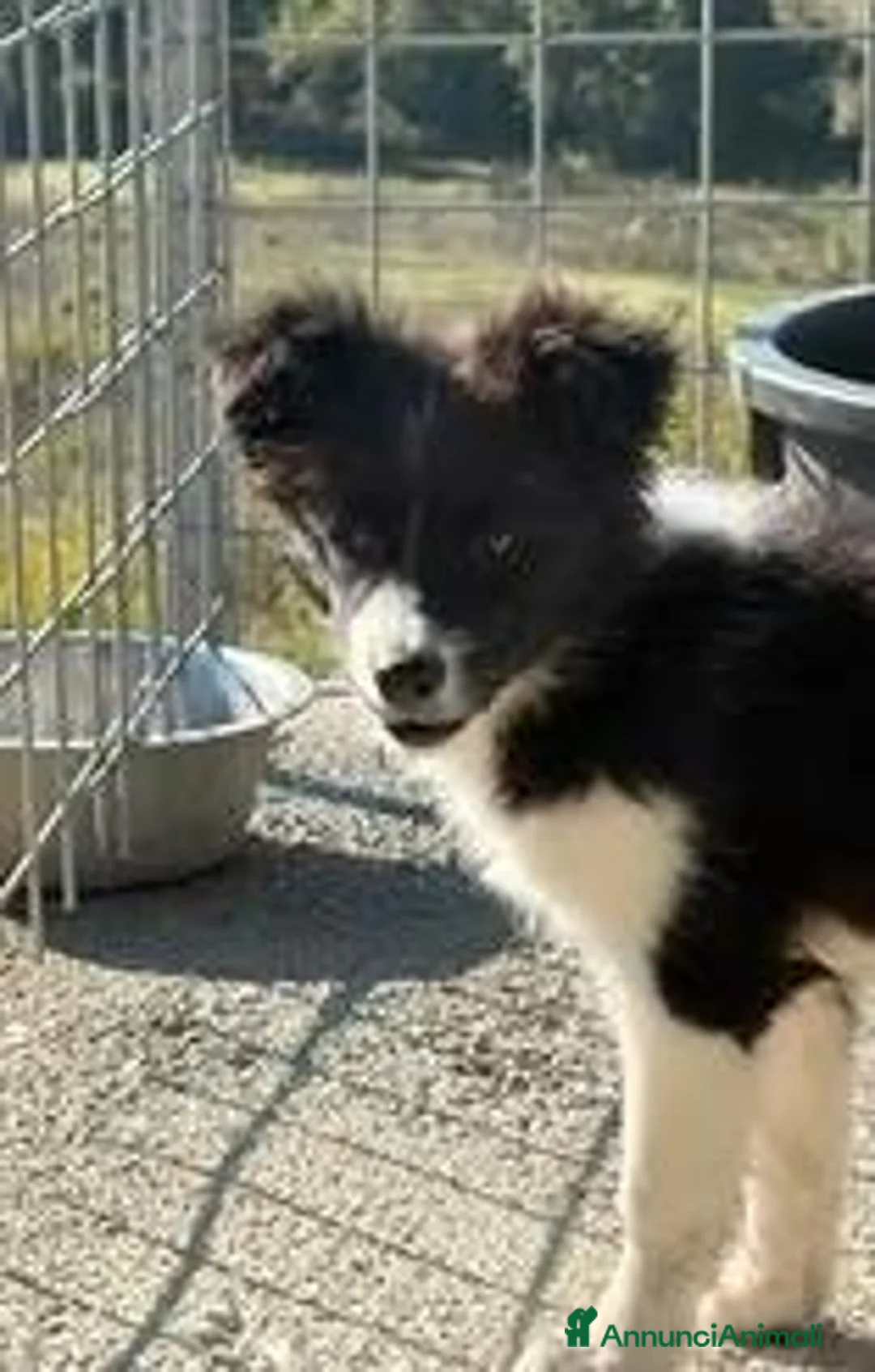 Border Collie cani in vendita: Cuccioli Border Collie con Pedigree - Annuncio 6