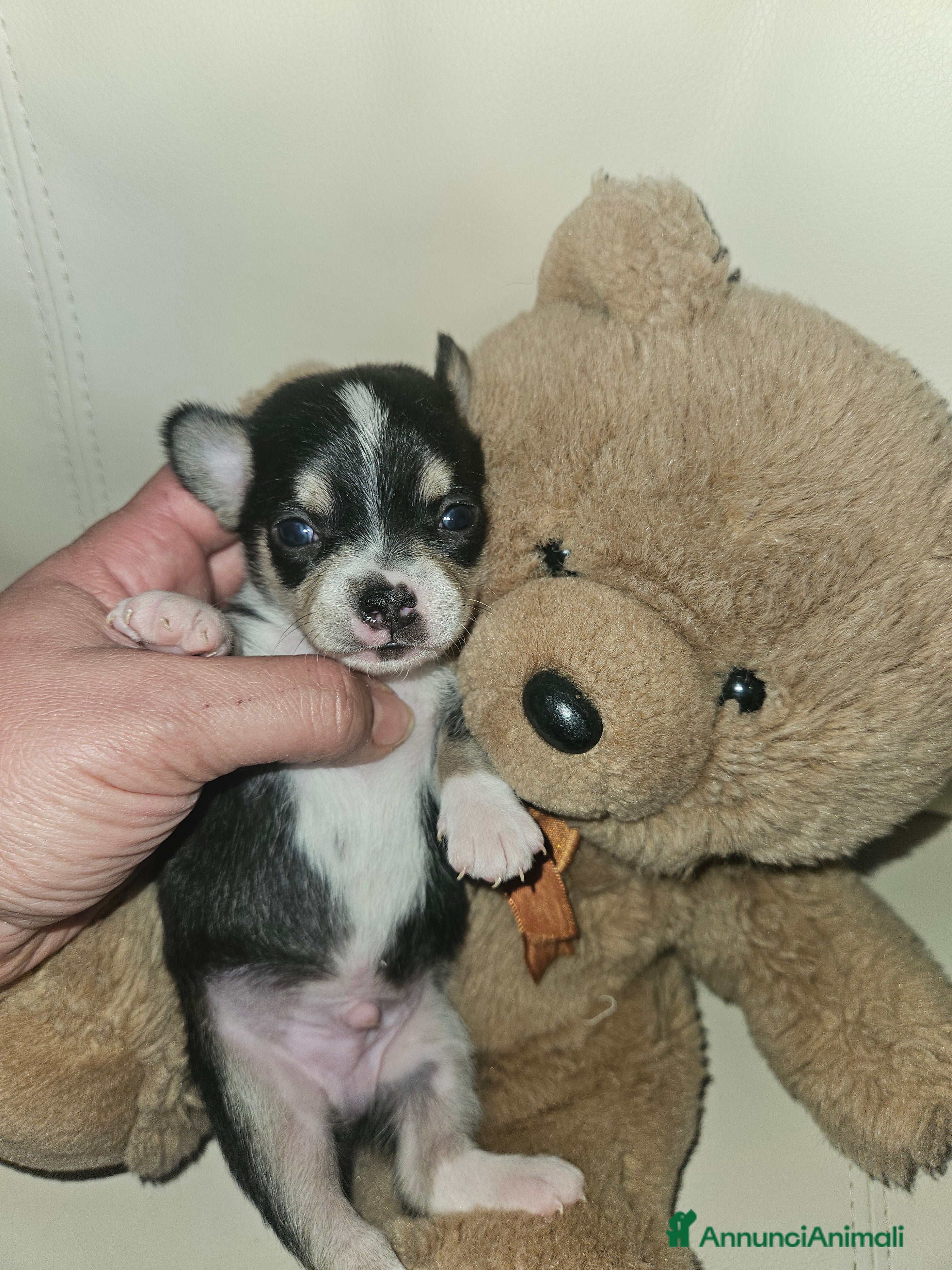 Chihuahua cani Chihuahua cuccioli - Annuncio 2