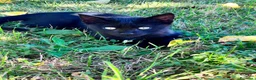 Altre razze gatti in regalo: Cerco casa a questo gattino  a Provincia di Teramo - Annuncio 2