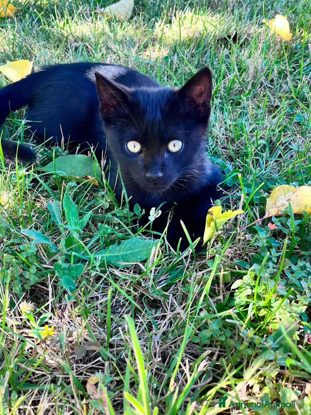 Altre razze gatti in regalo: Cerco casa a questo gattino  a Provincia di Teramo - Annuncio 2