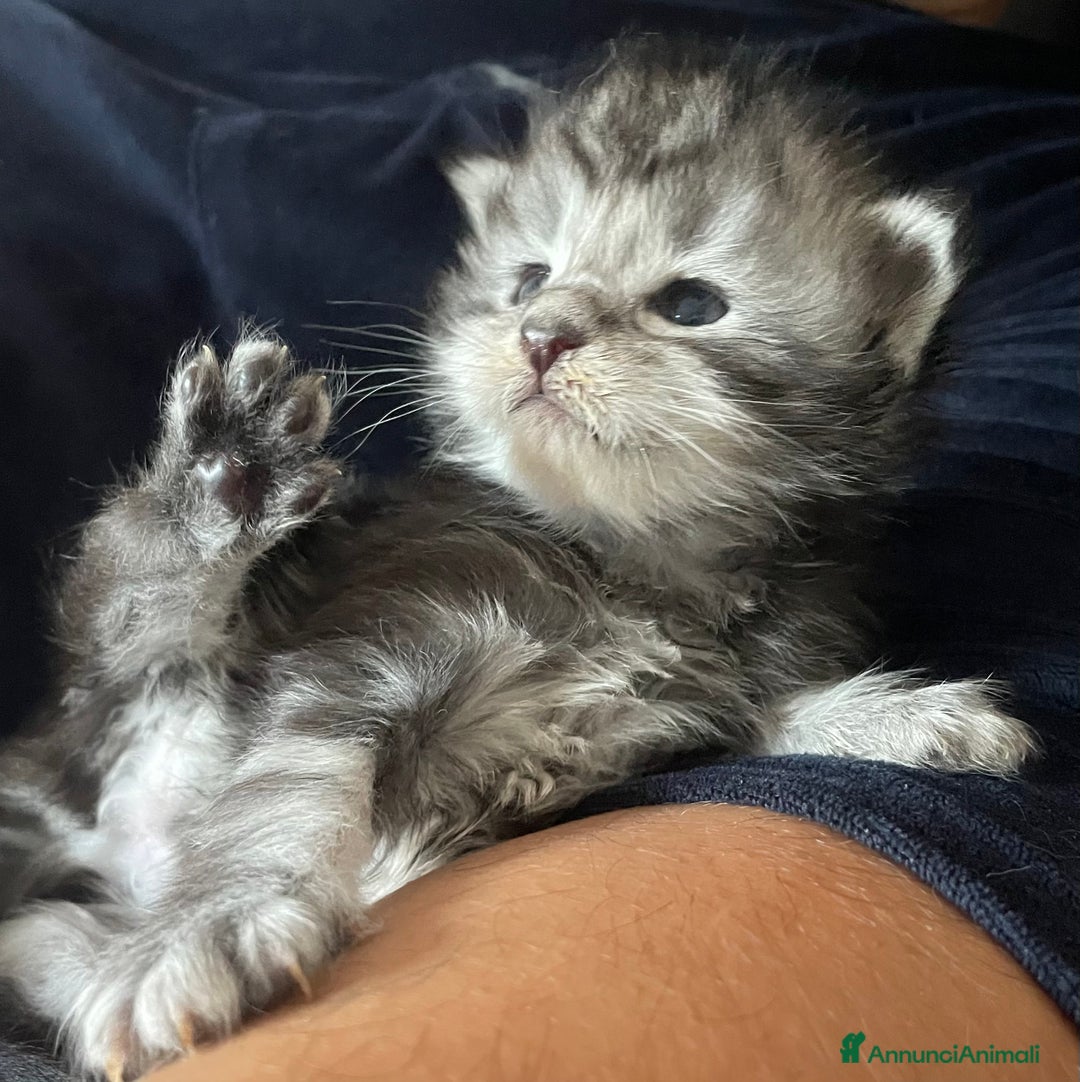 Maine Coon gatti in vendita: Maine Coon  - Annuncio 8