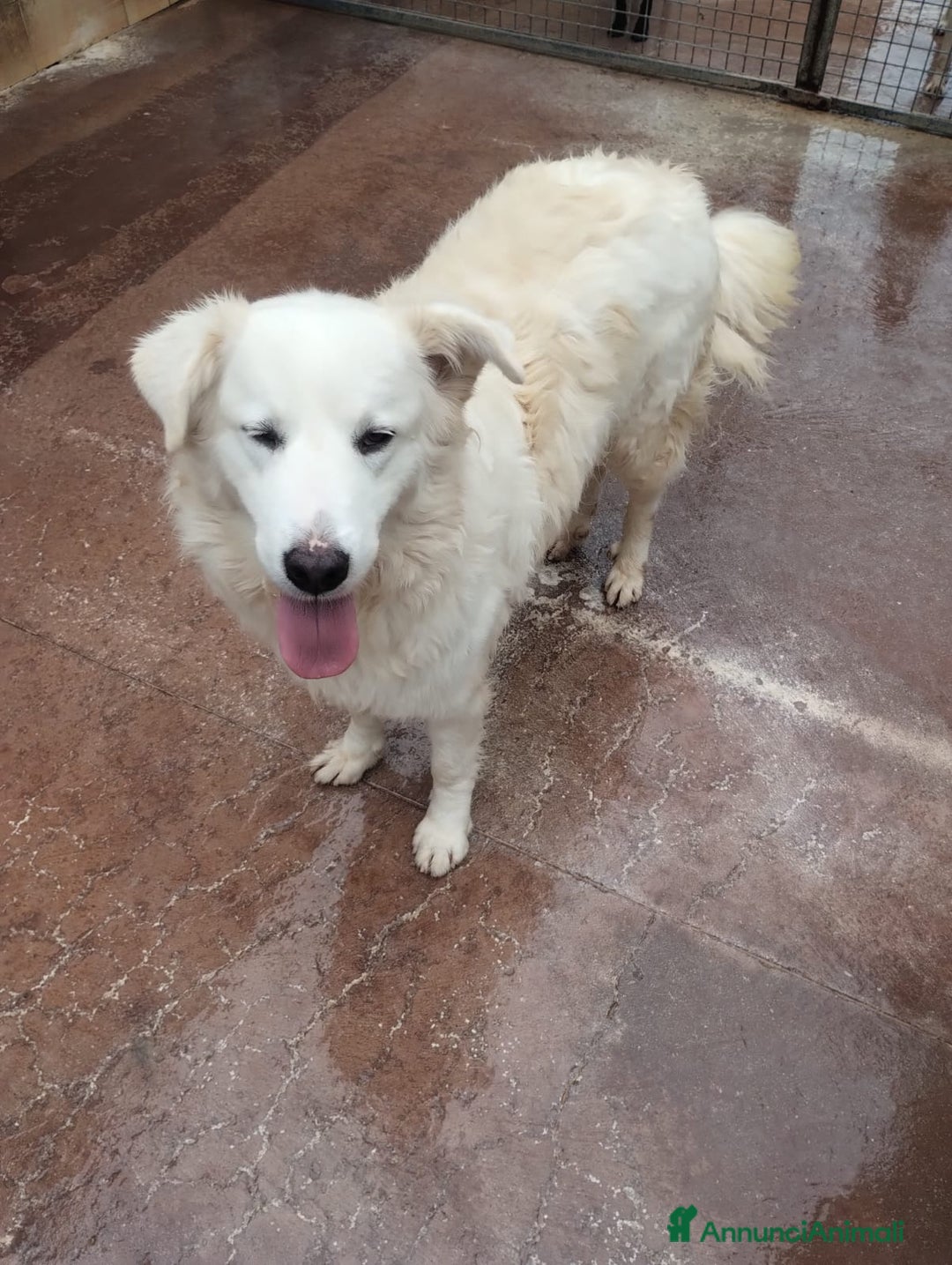 Pastore Maremmano cani in regalo: Meravigliosi maremmani in canile! a Provincia di Viterbo - Annuncio 1