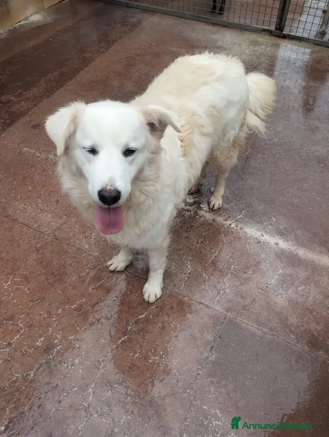 Pastore Maremmano cani in regalo: Meravigliosi maremmani in canile! a Provincia di Viterbo - Annuncio 1