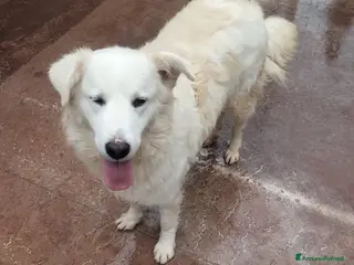 Pastore Maremmano cani Meravigliosi maremmani in canile! a Provincia di Viterbo - Annuncio 32