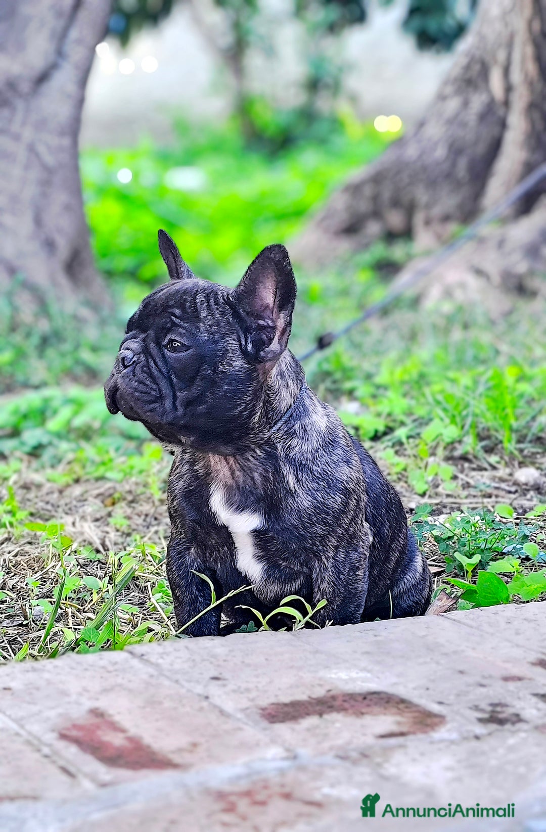 Bulldog Francese cani in vendita: Bulldog francese cuccioli enci a Provincia di Salerno - Annuncio 2