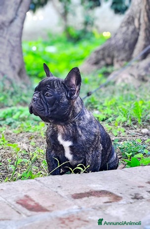 Bulldog Francese cani a Provincia di Salerno - Annuncio 1