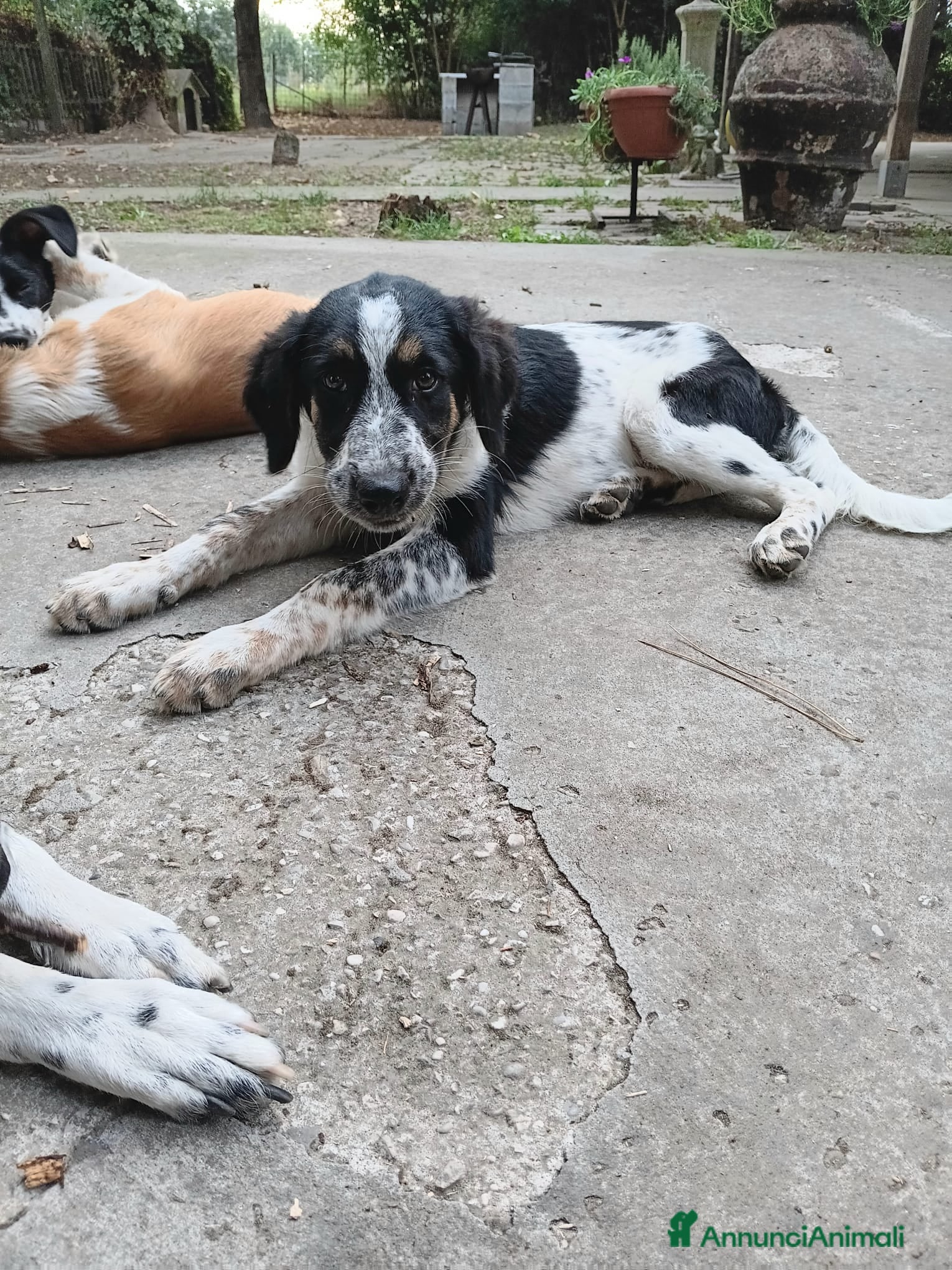 Meticcio cani Adozione cucciolo Ulisse - Annuncio 27