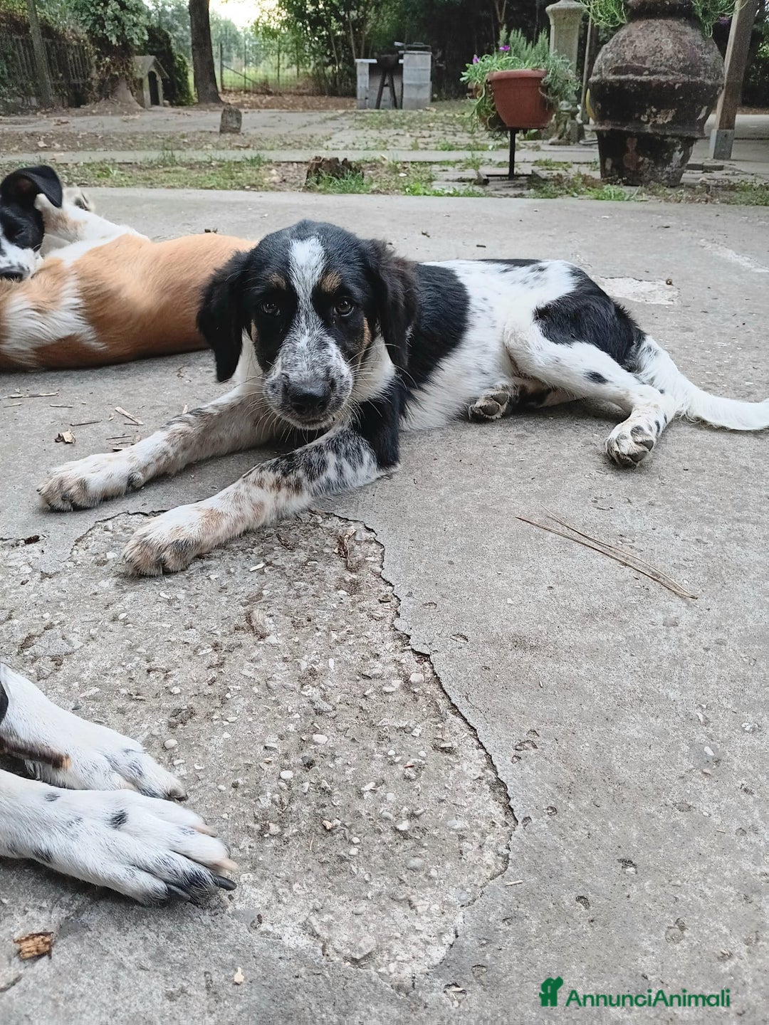 Meticcio cani in regalo: Adozione cucciolo Ulisse - Annuncio 1