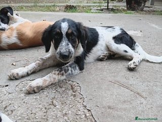 Meticcio cani Adozione cucciolo Ulisse - Annuncio 28