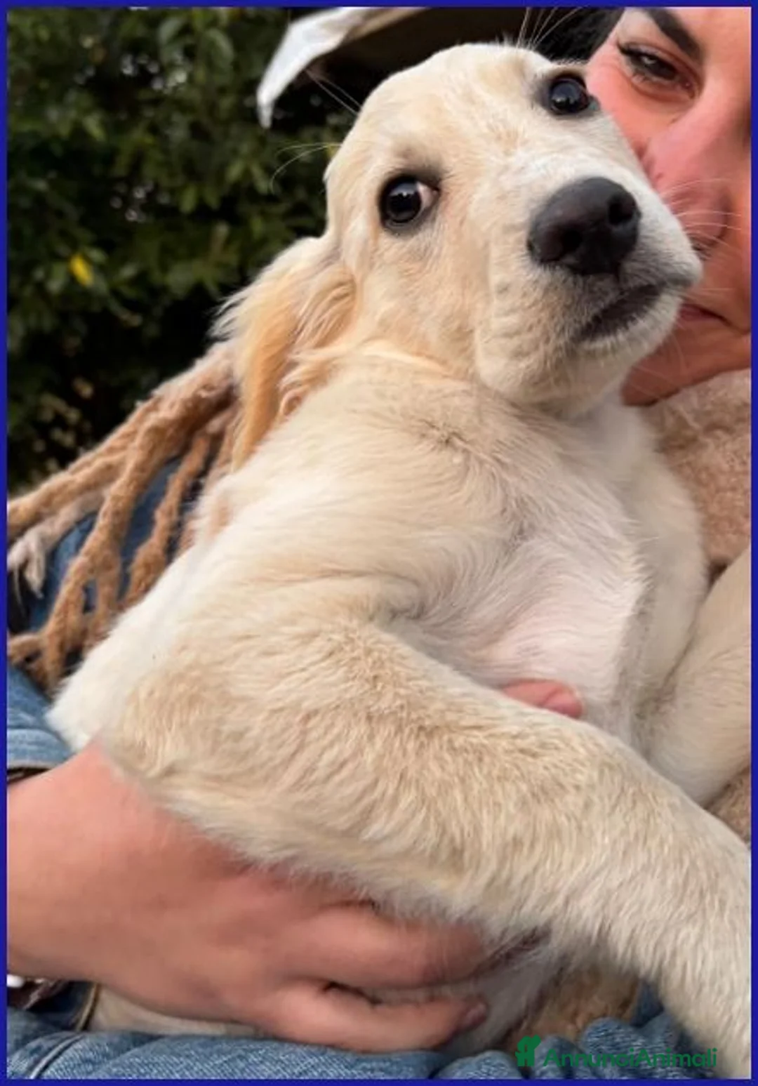 Meticcio cani in regalo: MIRTILLO mix setter dolcissimo - Annuncio 2