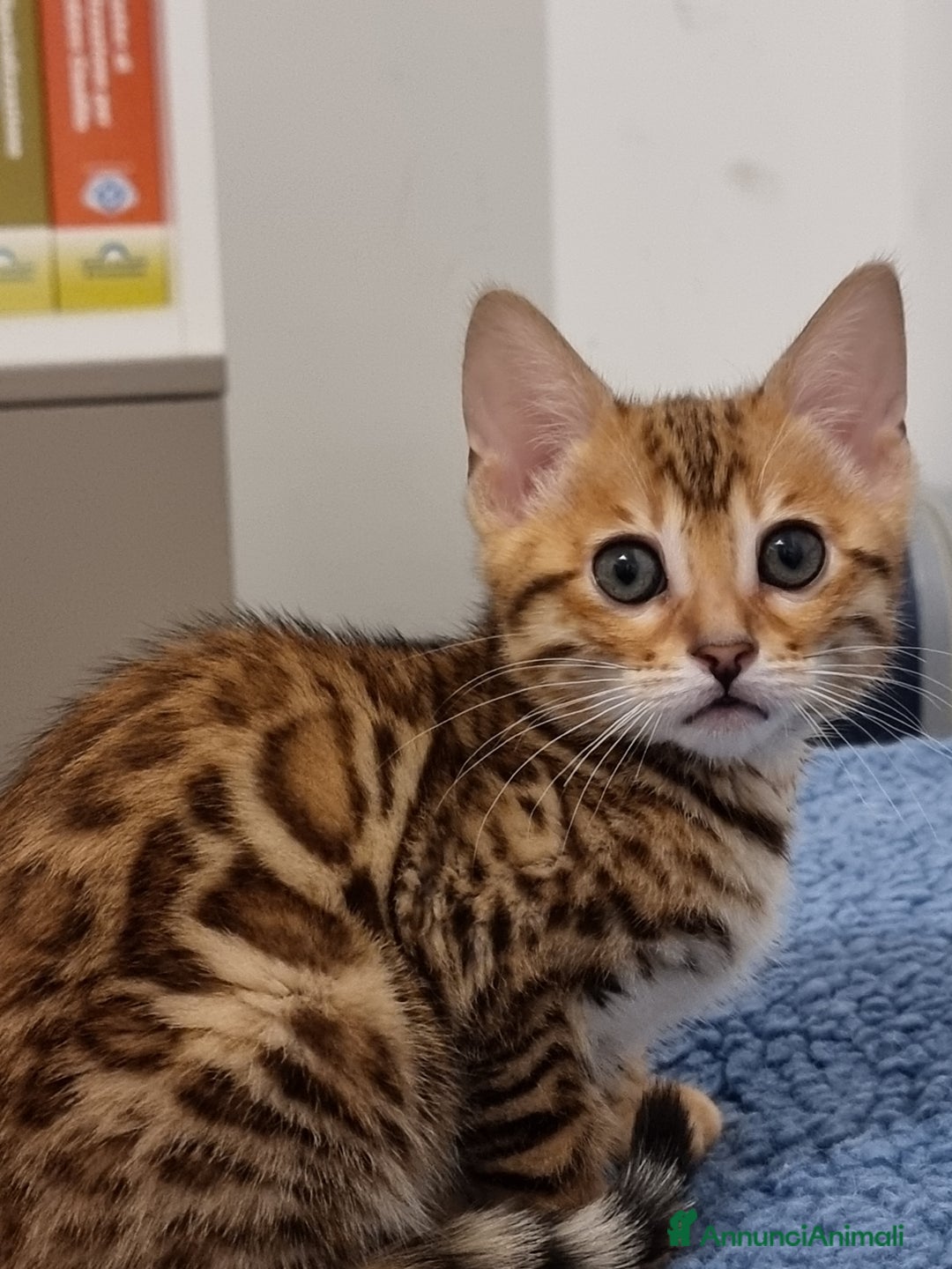 Bengala gatti in vendita: Bengala  - Annuncio 8